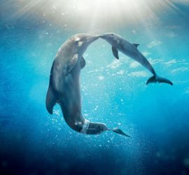 Top 5 Libri sui delfini