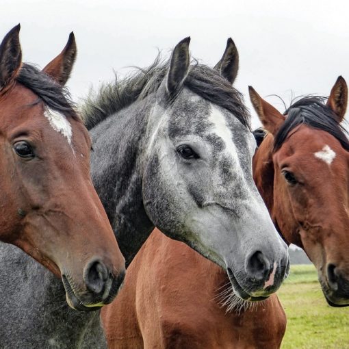 Top 5 libri per capire i cavalli e il loro comportamento