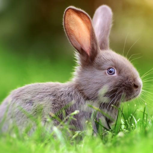 Top 5 libri sui conigli