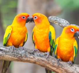 Top 5 libri sui pappagalli