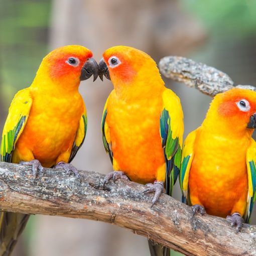 Top 5 libri sui pappagalli