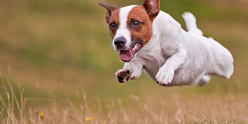 Top 5 libri sul Jack Russell
