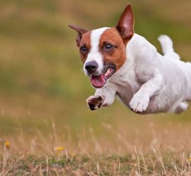 Top 5 libri sul Jack Russell