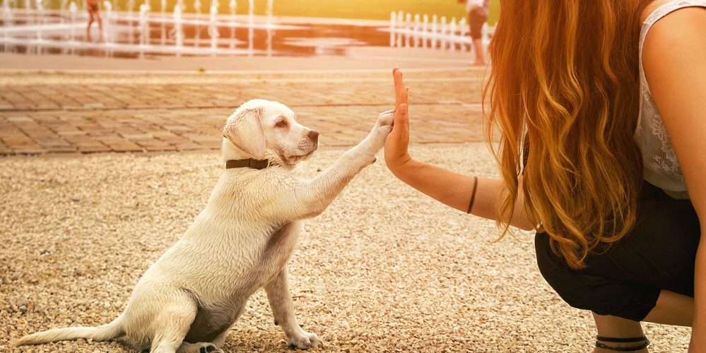 Top 5 libri sull'addestramento dei cani