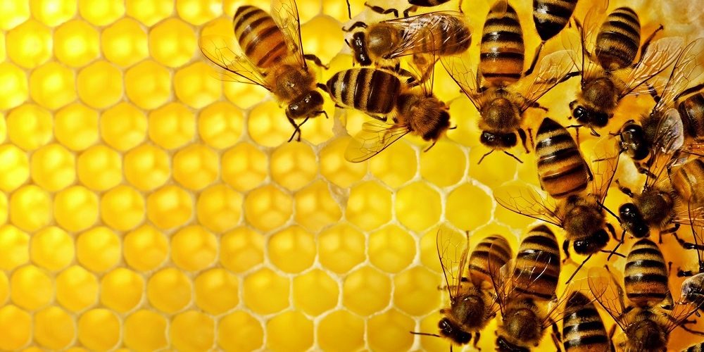 Top 5 libri sulle api