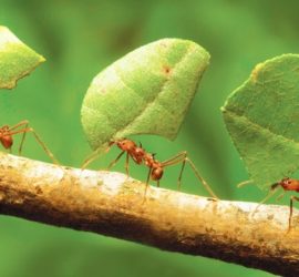 Top 5 libri sulle formiche