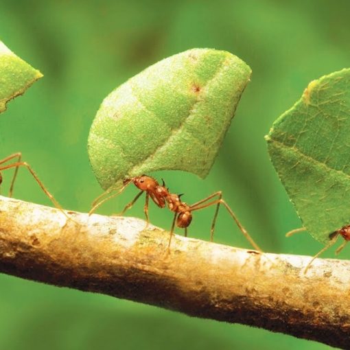 Top 5 libri sulle formiche
